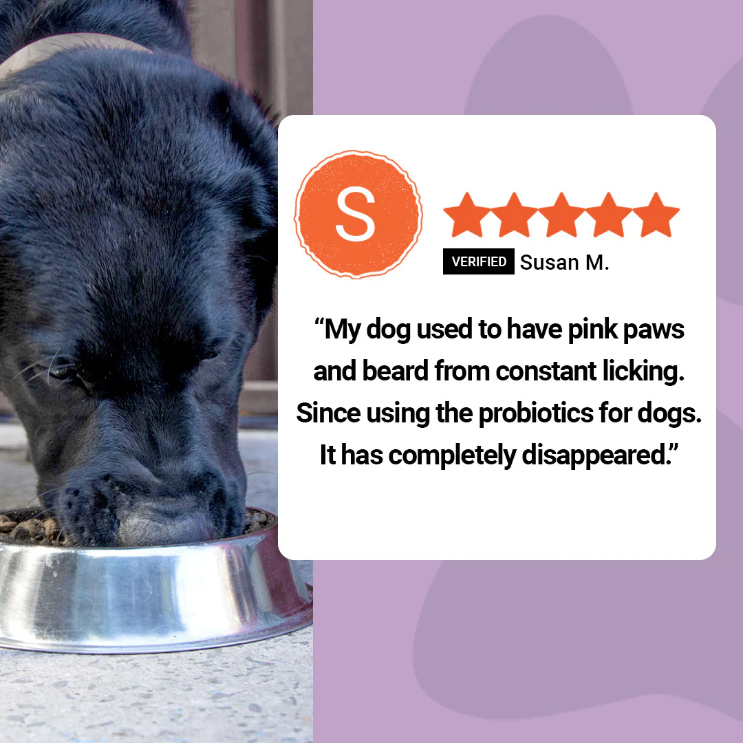 Dog Probiotics - Image 5